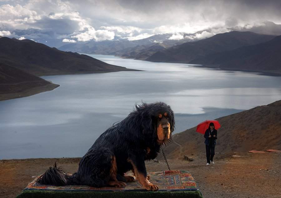 ماستیف تبتی - نژاد بومی سگ - در نزدیکی دریاچه یامجو-یومتسو